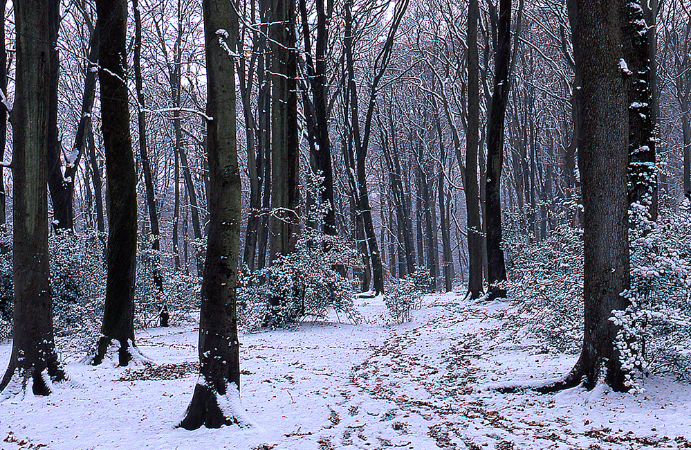 Winter Winter in Bramshaw Wood